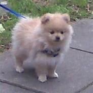 Pomeranian Chica