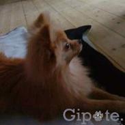 Pomeranian Chica