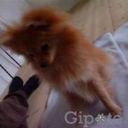 Pomeranian Chica
