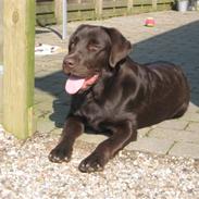 Labrador retriever Tjalfe