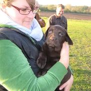 Labrador retriever Tjalfe