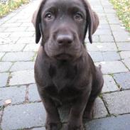 Labrador retriever Tjalfe
