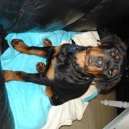 Rottweiler Spike