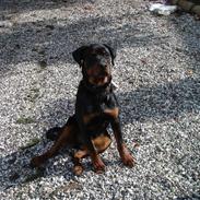Rottweiler Spike