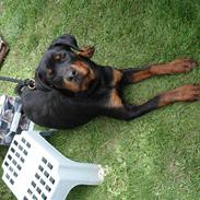 Rottweiler Spike