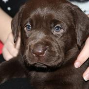 Labrador retriever Paris