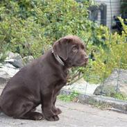 Labrador retriever Paris
