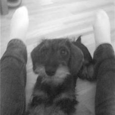 Miniature gravhund Wiggo