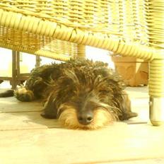 Miniature gravhund Wiggo