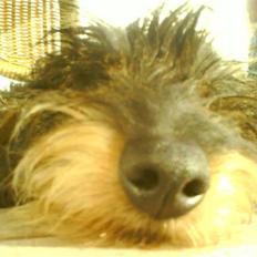 Miniature gravhund Wiggo