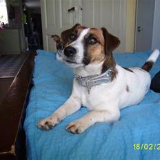 Jack russell terrier Lady  *R.I.P*