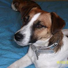 Jack russell terrier Lady  *R.I.P*