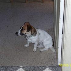 Jack russell terrier Lady  *R.I.P*