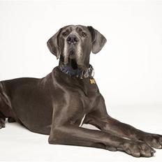 Grand danois BONEL ZAGANELLI 