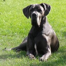 Grand danois BONEL ZAGANELLI 