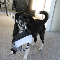 Blanding af racer Juni