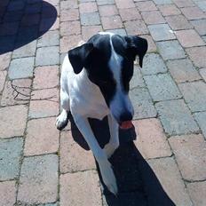 Dansk svensk gaardhund Bernhard