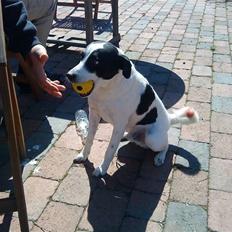 Dansk svensk gaardhund Bernhard