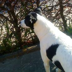 Dansk svensk gaardhund Bernhard