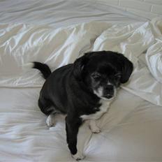 Blanding af racer Juni