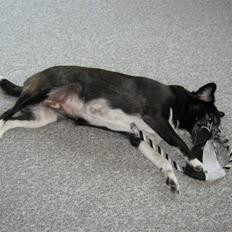 Blanding af racer Juni