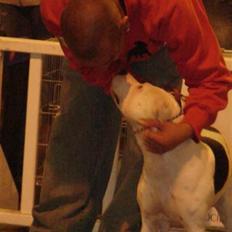 Amerikansk staffordshire terrier Amy R.I.P