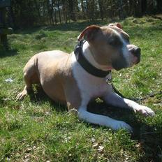 Amerikansk staffordshire terrier Jack