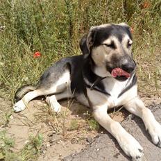 Blanding af racer Zenta