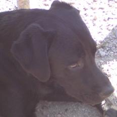 Labrador retriever IKO