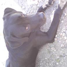 Labrador retriever IKO