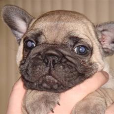 Fransk bulldog Bullconnexion Hector