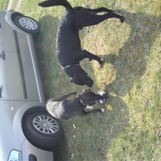 Labrador retriever IKO