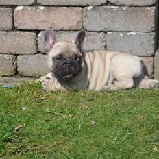 Fransk bulldog Bullconnexion Hector