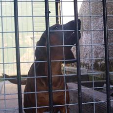 Bayersk bjergsschweisshund | Roma | • Tøzze • 