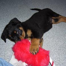 Rottweiler Shiela (Himmelhund)