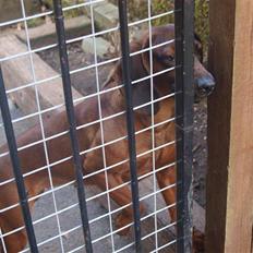 Bayersk bjergsschweisshund | Roma | • Tøzze • 