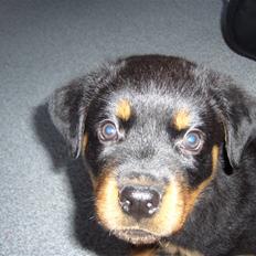 Rottweiler Shiela (Himmelhund)