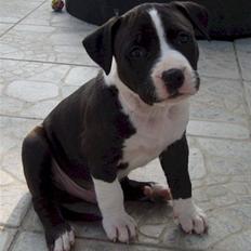 Amerikansk staffordshire terrier *Simba*