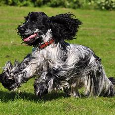 Cocker spaniel Castello