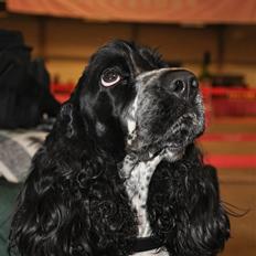 Cocker spaniel Castello