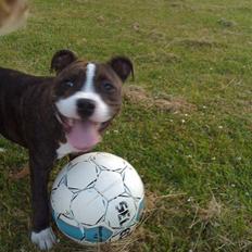 Staffordshire bull terrier Poseidon