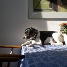 Dansk svensk gaardhund Luggi R.i.p Savner dig i;