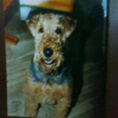 Airedale terrier Chang