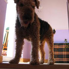 Airedale terrier Chang