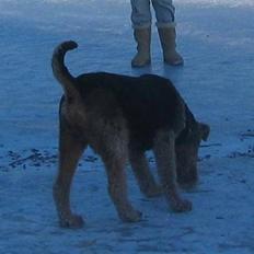 Airedale terrier Chang