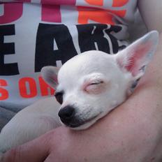 Chihuahua Lucas