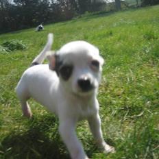 Chihuahua Lucas