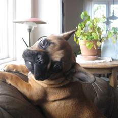 Fransk bulldog Karla