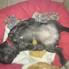 Fransk bulldog Gutzo