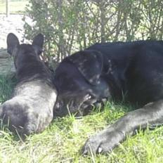 Fransk bulldog Gutzo